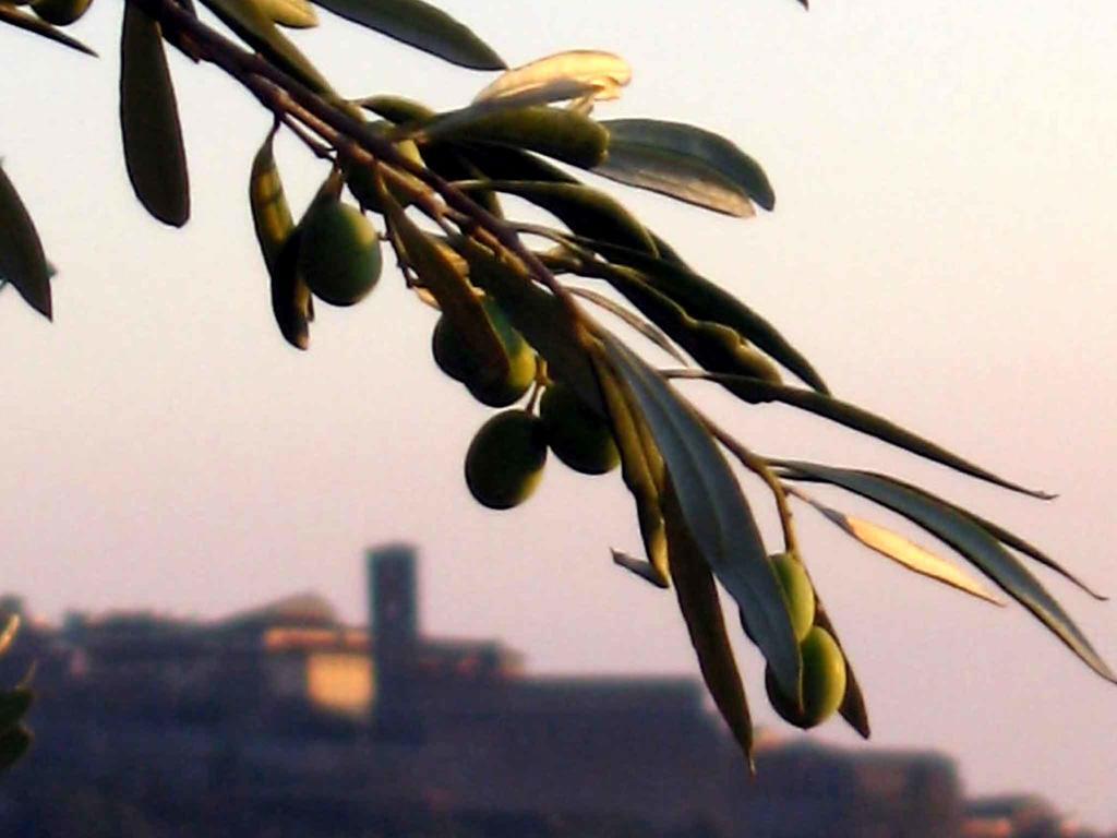 Locanda San Martino A Bocena Cortona Ngoại thất bức ảnh